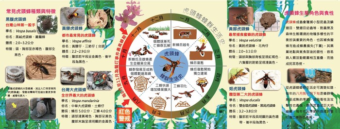 夏秋之際，為虎頭蜂活動高峰期，防蜂螫注意事項：圖片